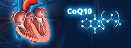 Cross-section of the human heart beside the CoQ10 molecule, from SANUSq Health on CoQ10 and heart failure