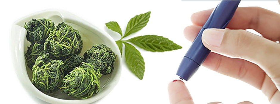 Dried jiaogulan tea balls and fresh leaf beside a finger-prick blood sugar test, for diabetes research – SANUSq Health