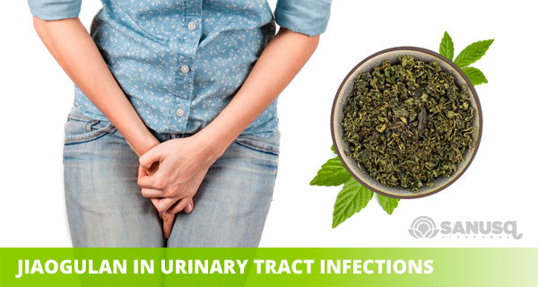 jiaogulan against urinary tract infections