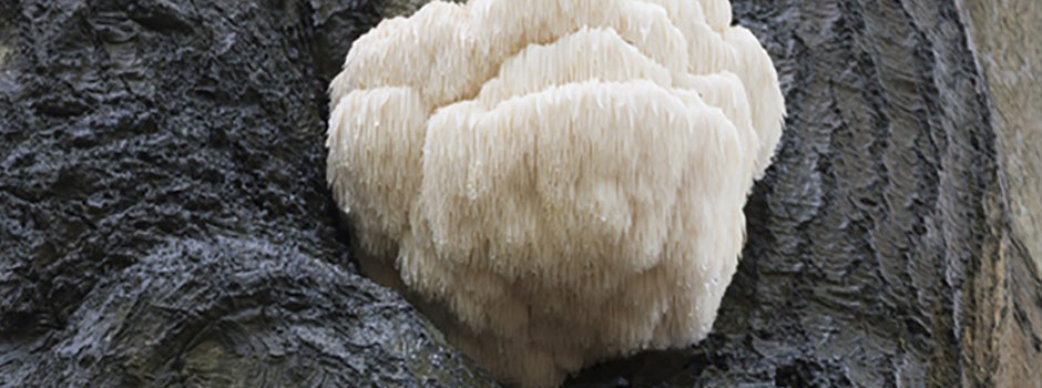 Wild lion's mane mushroom growing on a dark tree trunk, known for brain, nerve and mood benefits – SANUSq Health