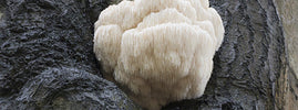 Wild lion's mane mushroom growing on a dark tree trunk, known for brain, nerve and mood benefits – SANUSq Health