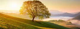 Lone tree on a green hillside at sunrise above misty valleys, symbolising optimism and a longer life