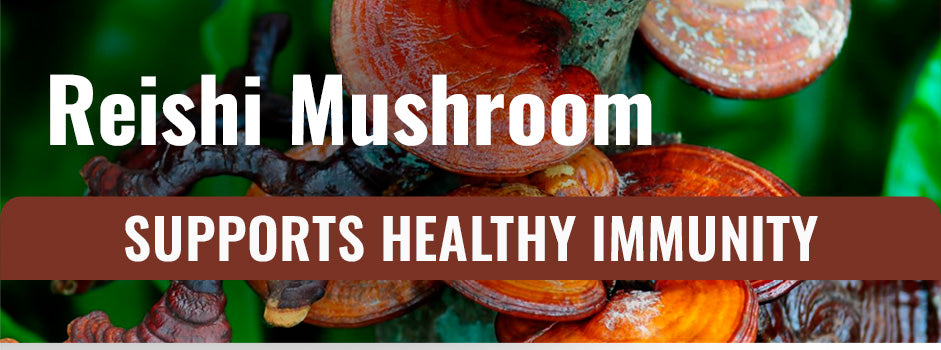 Support your heart this winter with Reishi — adaptogenic mushroom helps the cardiovascular system handle cold-weather demands
