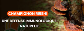 Reishi mushroom (Ganoderma lucidum) — 'Mushroom of immortality' regulates immunity, reduces stress and supports heart