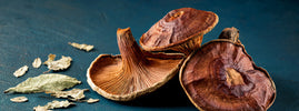 Reishi mushrooms (Ganoderma lucidum) and Jiaogulan are traditional adaptogens — SANUSq Health