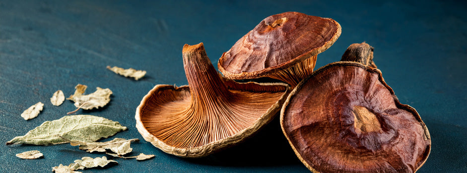 Reishi mushrooms (Ganoderma lucidum) and Jiaogulan are traditional adaptogens — SANUSq Health
