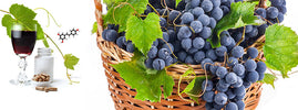 Red wine, capsules and the resveratrol molecule beside a basket of dark grapes, SANUSq Health on resveratrol benefits
