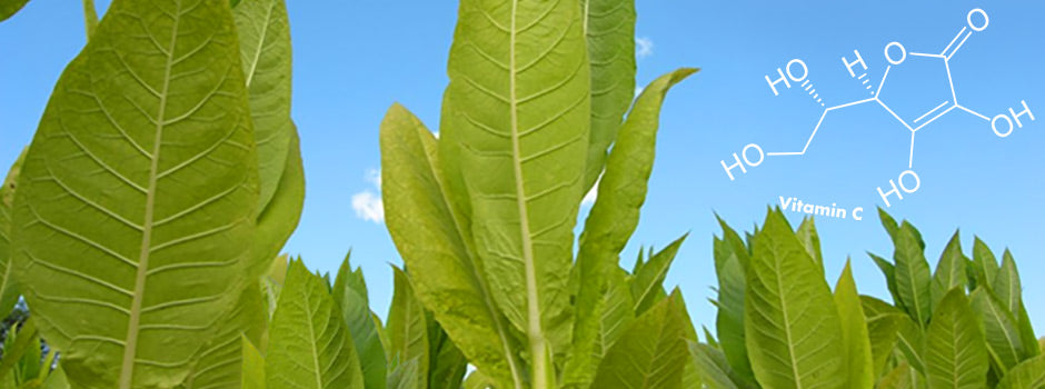Tobacco plant leaves against a blue sky with the vitamin C molecule, smokers and vitamin C deficiency – SANUSq Health