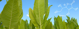 Tobacco plant leaves against a blue sky with the vitamin C molecule, smokers and vitamin C deficiency – SANUSq Health