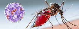 Aedes mosquito feeding on human skin with a magnified view of Zika virus particles – SANUSq Health