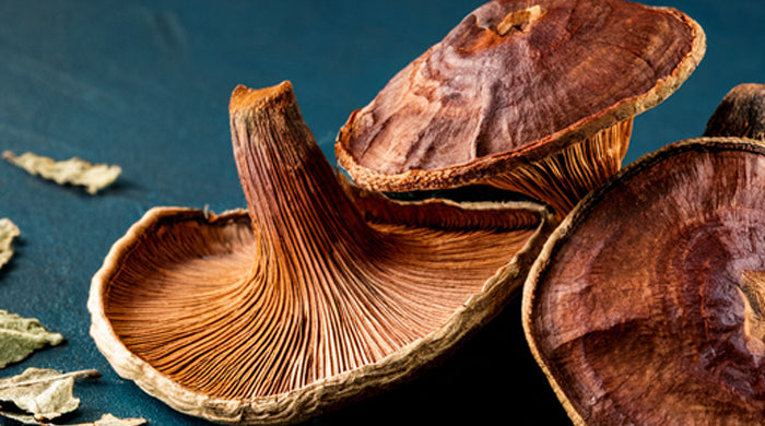 Champignons reishi séchés posés sur un fond sombre avec des feuilles — SANUSq Health